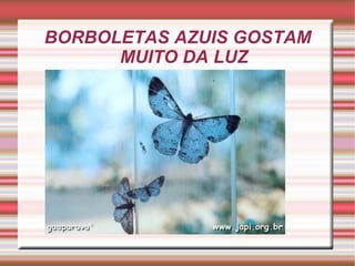BORBOLETAS AZUIS GOSTAM MUITO DA LUZ 
