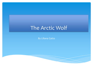 The Arctic Wolf
By Liliana Gatto
 