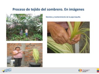 Proceso de tejido del sombrero. En imágenes
Siembra y mantenimiento de la paja toquilla.

 