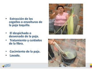 • Extracción de los
cogollos o envolturas de
la paja toquilla.
• El despichado o
desvenado de la paja.
• Tratamiento y cuidados
de la fibra.
• Cocimiento de la paja.
• Lavado.

 