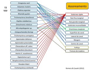 Creagrutus varii

19          Astyanax rivularis          Assoreamento
spp         Piabina argentea
             Rhamdia quelen                 Substrato rígido
       Trichomycterus brasiliensis         Raiz fina marginal
           Hoplias malabaricus            Raiz grande marginal
          Oreochromis niloticus         Substrato inconsolidado
          Microlepidogaster sp.
                                          Gramíneas marginais
         Cetopsorhamdia iheringi           Superfície do canal
        Trichomycterus variegatus           Lateral do canal
          Apareiodon ibitiensis                 Margem
         Apareiodon piracicabae
                                            Centro do canal
          Characidium aff. zebra
                                                Folhiço
         Characidium fasciatum
                                          Troncos de madeira
         Hartia cf. novalimensis
            Hypostomus sp.3
      Neoplecostomus franciscoensis
             Parodon hilarii
        Trichomycterus reinhardti     Romero & Casatti (2012)
 