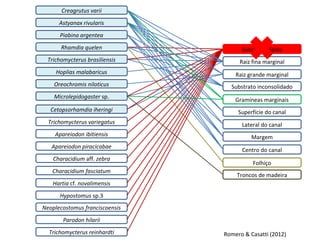 Creagrutus varii
      Astyanax rivularis
      Piabina argentea
       Rhamdia quelen                 Substrato rígido
 Trichomycterus brasiliensis         Raiz fina marginal
     Hoplias malabaricus            Raiz grande marginal
    Oreochromis niloticus         Substrato inconsolidado
    Microlepidogaster sp.
                                    Gramíneas marginais
   Cetopsorhamdia iheringi           Superfície do canal
  Trichomycterus variegatus           Lateral do canal
    Apareiodon ibitiensis                 Margem
   Apareiodon piracicabae
                                      Centro do canal
    Characidium aff. zebra
                                          Folhiço
   Characidium fasciatum
                                    Troncos de madeira
   Hartia cf. novalimensis
      Hypostomus sp.3
Neoplecostomus franciscoensis
       Parodon hilarii
  Trichomycterus reinhardti     Romero & Casatti (2012)
 