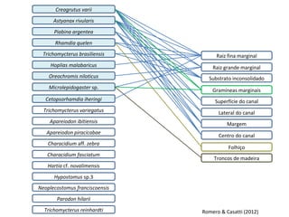 Creagrutus varii
      Astyanax rivularis
      Piabina argentea
       Rhamdia quelen
 Trichomycterus brasiliensis         Raiz fina marginal
     Hoplias malabaricus            Raiz grande marginal
    Oreochromis niloticus         Substrato inconsolidado
    Microlepidogaster sp.
                                    Gramíneas marginais
   Cetopsorhamdia iheringi           Superfície do canal
  Trichomycterus variegatus           Lateral do canal
    Apareiodon ibitiensis                 Margem
   Apareiodon piracicabae
                                      Centro do canal
    Characidium aff. zebra
                                          Folhiço
   Characidium fasciatum
                                    Troncos de madeira
   Hartia cf. novalimensis
      Hypostomus sp.3
Neoplecostomus franciscoensis
       Parodon hilarii
  Trichomycterus reinhardti     Romero & Casatti (2012)
 