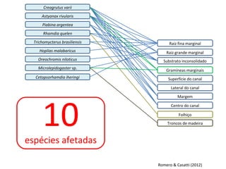 Creagrutus varii
      Astyanax rivularis
      Piabina argentea
       Rhamdia quelen
  Trichomycterus brasiliensis        Raiz fina marginal
     Hoplias malabaricus            Raiz grande marginal
    Oreochromis niloticus         Substrato inconsolidado
    Microlepidogaster sp.
                                    Gramíneas marginais
   Cetopsorhamdia iheringi           Superfície do canal

                                      Lateral do canal




      10
                                          Margem

                                      Centro do canal

                                          Folhiço
                                    Troncos de madeira



espécies afetadas

                                Romero & Casatti (2012)
 