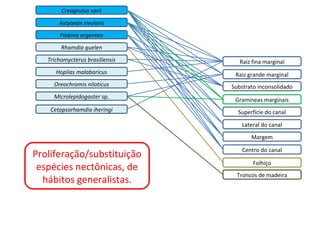 Creagrutus varii
       Astyanax rivularis
       Piabina argentea
        Rhamdia quelen
   Trichomycterus brasiliensis      Raiz fina marginal
      Hoplias malabaricus         Raiz grande marginal
     Oreochromis niloticus       Substrato inconsolidado
     Microlepidogaster sp.
                                  Gramíneas marginais
    Cetopsorhamdia iheringi        Superfície do canal

                                    Lateral do canal
                                        Margem

                                     Centro do canal
Proliferação/substituição
                                         Folhiço
 espécies nectônicas, de
                                   Troncos de madeira
  hábitos generalistas.
 