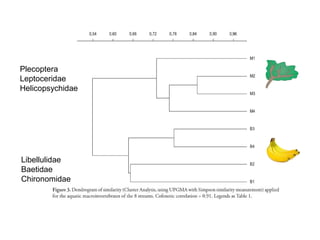 Plecoptera
Leptoceridae
Helicopsychidae




Libellulidae
Baetidae
Chironomidae
 