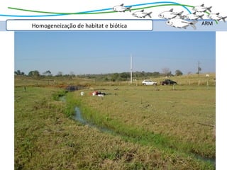 Homogeneização de habitat e biótica   ARM
 