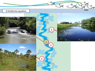 ARM
O Ambiente aquático




                              3




                          1
                              2




                      4
 