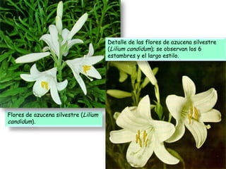 Liliáceas