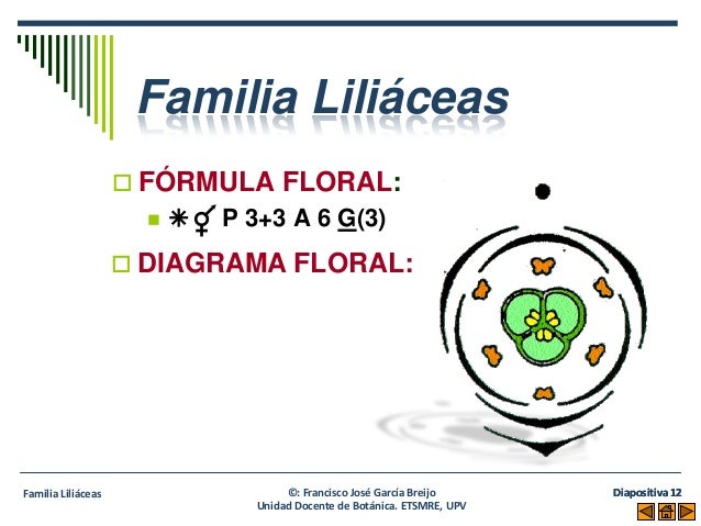 Resultado de imagen de allium neapolitanum diagrama floral