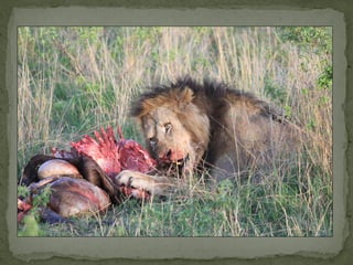 Alternative futures for Kenya’s national parks and wildlife reserves