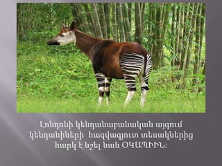 Լոնդոնի կենդանաբանական այգում
կենդանիների հազվագյուտ տեսակներից
հարկ է նշել նաև ՕԿԱՊԻԻՆ:

 