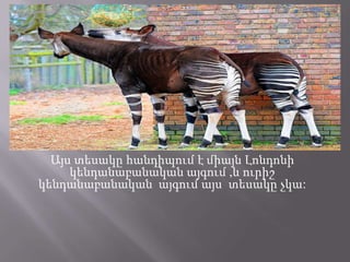 Այս տեսակը հանդիպում է միայն Լոնդոնի
կենդանաբանական այգում ,և ուրիշ
կենդանաբանական այգում այս տեսակը չկա:

 