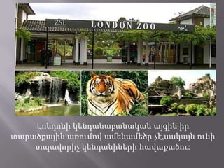 Լոնդոնի կենդանաբանական այգին իր
տարածքային առումով ամենամեծը չէ,սակայն ունի
տպավորիչ կենդանիների հավաքածու:

 