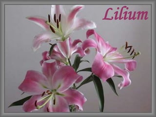 Lilium
 