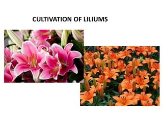 CULTIVATION OF LILIUMS
 