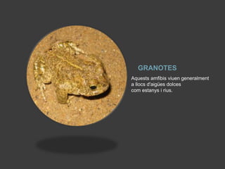 GRANOTES
Aquests amfibis viuen generalment
a llocs d'aigües dolces
com estanys i rius.
 