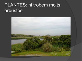 PLANTES: hi trobem molts
arbustos
 