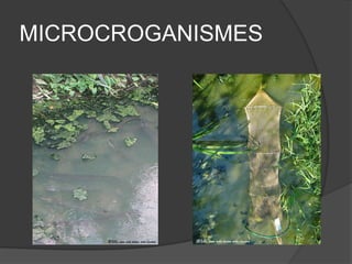 MICROCROGANISMES
 