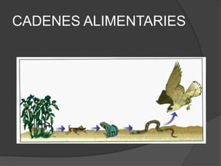 CADENES ALIMENTARIES
 
