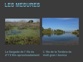 La llargada de l’ illa és   L’ illa de la Tordera és
d’1’2 Km aproximadament     molt gran i bonica
 