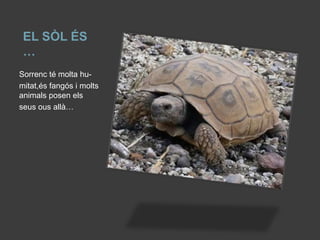 EL SÒL ÉS
 …
Sorrenc té molta hu-
mitat,és fangós i molts
animals posen els
seus ous allà…
 