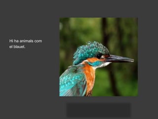 Hi ha animals com
el blauet.
 