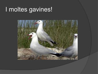 I moltes gavines!
 
