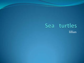 Sea   turtles lillian 