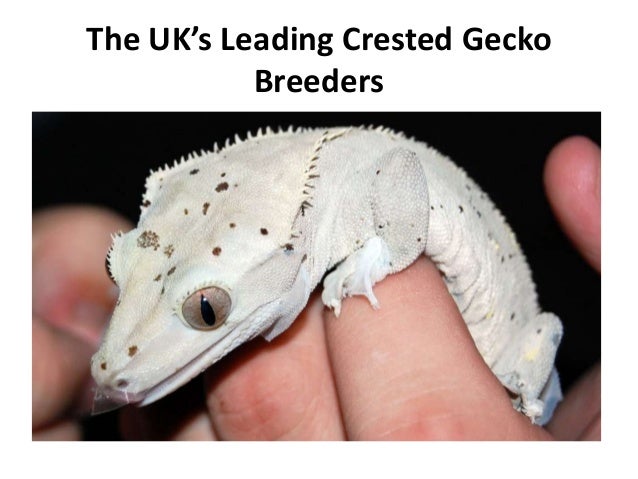 Geckos for Sale | Kellyville Pets Smooth Knob Tailed Gecko (Pilbaraensis Th...