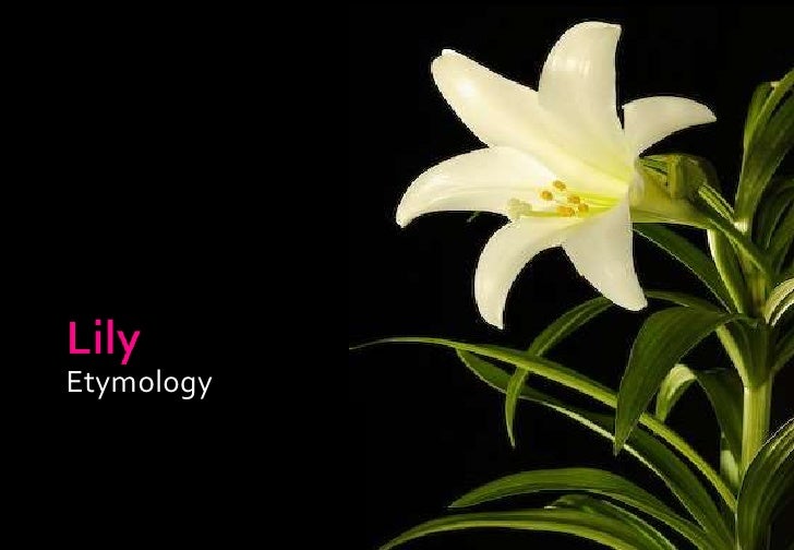 Origin of name Lily