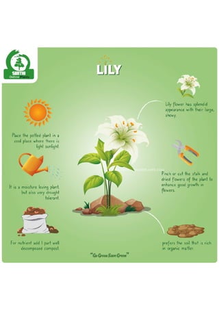 Lily Infographics-01 (3).pdf