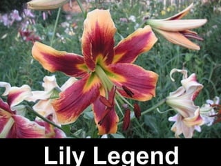 Lily Legend
 