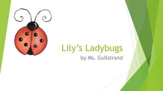 Lily’s Ladybugs
by Ms. Gullstrand
 
