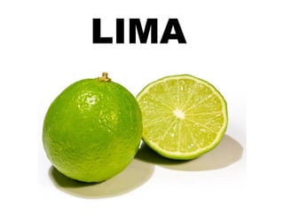 LIMA
 