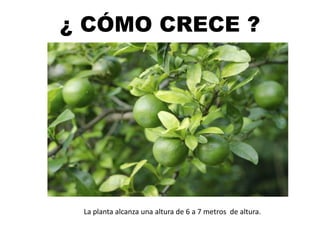 ¿ CÓMO CRECE ?
La planta alcanza una altura de 6 a 7 metros de altura.
 