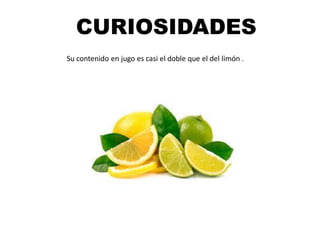 CURIOSIDADES
Su contenido en jugo es casi el doble que el del limón .