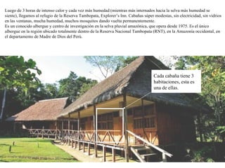 Cada cabaña tiene 3 habitaciones, esta es una de ellas. Luego de 3 horas de intenso calor y cada vez más humedad (mientras más internados hacia la selva más humedad se siente), llegamos al refugio de la Reserva Tambopata, Explorer’s Inn. Cabañas súper modestas, sin electricidad, sin vidrios en las ventanas, mucha humedad, muchos mosquitos dando vuelta permanentemente.  Es un conocido albergue y centro de investigación en la selva pluvial amazónica, que opera desde 1975. Es el único albergue en la región ubicado totalmente dentro de la Reserva Nacional Tambopata (RNT), en la Amazonía occidental, en el departamento de Madre de Dios del Perú.  