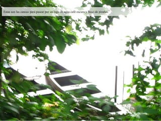 Estas son las canoas para pasear por un lago de agua café oscura y lleno de pirañas. 