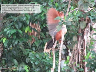 Este pájaro se llama Shansho (Hoatzins) que aún conservan garras en las alas, tal como en la prehistoria. Se alimentan de las hojas de los árboles 