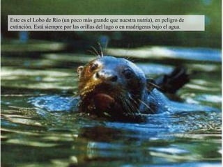Este es el Lobo de Río (un poco más grande que nuestra nutria), en peligro de extinción. Está siempre por las orillas del lago o en madrigeras bajo el agua. 