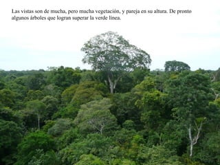 Las vistas son de mucha, pero mucha vegetación, y pareja en su altura. De pronto algunos árboles que logran superar la verde línea. 