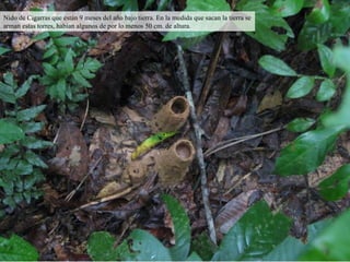 Nido de Cigarras que están 9 meses del año bajo tierra. En la medida que sacan la tierra se arman estas torres, habían algunos de por lo menos 50 cm. de altura. 