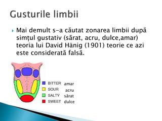  Mai demult s-a căutat zonarea limbii după
simțul gustativ (sărat, acru, dulce,amar)
teoria lui David Hänig (1901) teorie ce azi
este considerată falsă.


 amar
 acru
 sărat
 dulce
 