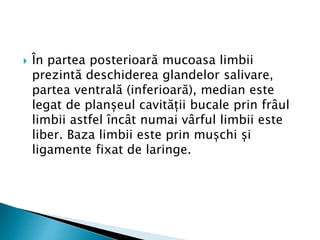  În partea posterioară mucoasa limbii
prezintă deschiderea glandelor salivare,
partea ventrală (inferioară), median este
legat de planșeul cavității bucale prin frâul
limbii astfel încât numai vârful limbii este
liber. Baza limbii este prin mușchi și
ligamente fixat de laringe.
 