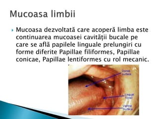  Mucoasa dezvoltată care acoperă limba este
continuarea mucoasei cavității bucale pe
care se află papilele linguale prelungiri cu
forme diferite Papillae filiformes, Papillae
conicae, Papillae lentiformes cu rol mecanic.
 