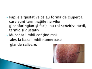  Papilele gustative ce au forma de ciupercă
care sunt terminațiile nervilor
glosofaringian și facial au rol senzitiv: tactil,
termic și gustativ.
 Mucoasa limbii conține mai
ales la baza limbii numeroase
glande salivare.
 
