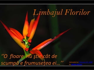 LimbajulFlorilor ‘’O  floare  nu ştie cât de scumpă e frumuseţea ei…’’ Uploaded on February 14, 2008by AdriánAfonso 