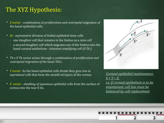 The XYZ Hypothesis:
 X vector - combination of proliferation and centripetal migration of
  the basal epithelial cells.

 Xs - asymmetric division of limbal epithelial stem cells
  - one daughter cell that remains in the limbus as a stem cell
  - a second daughter cell which migrates out of the limbus into the
     basal corneal epithelium - transient amplifying cell (X TA ).

 Th e X TA vector arises through a combination of proliferation and
  centripetal migration of the basal TACs.

 Y vector- As the basal epithelial cells divide they give rise to
  suprabasal cells that form the stratifi ed layers of the cornea.       Corneal epithelial maintenance
                                                                         X + Y = Z,
 Z vector - shedding of squamous epithelial cells from the surface of   i.e. if corneal epithelium is to be
  cornea into the tear fi lm.                                            maintained, cell loss must be
                                                                         balanced by cell replacement
 