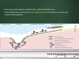  Some stem cells migrate superficially within the limbal area.
 These limbal stem cells serve as a proliferative barrier between corneal and
  conjunctival epithelia
 
